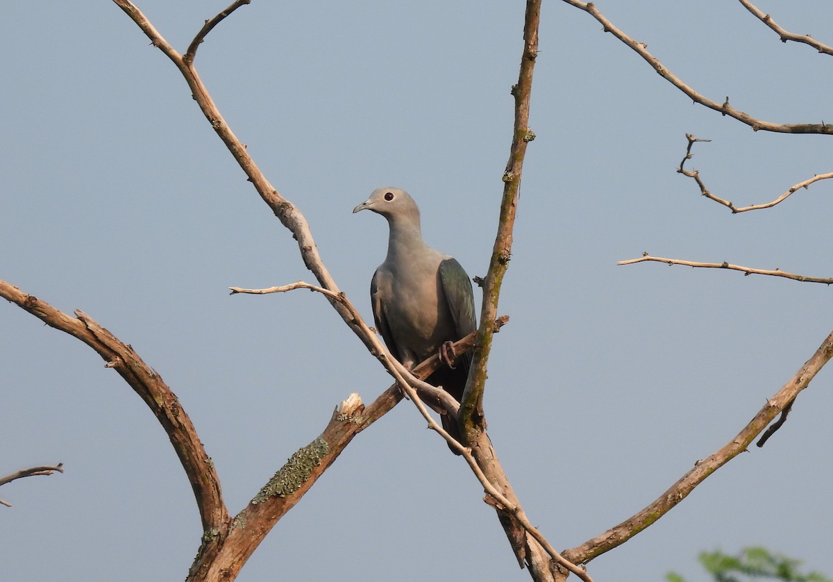 Green Imperial-Pigeon - ML615596466