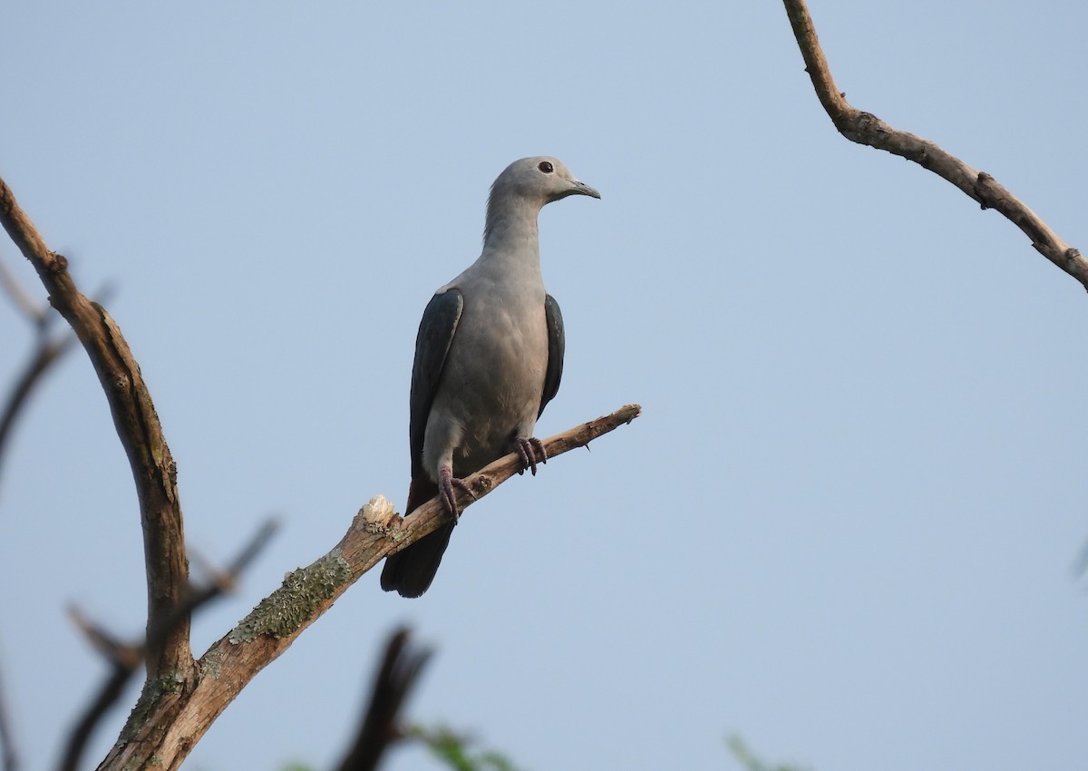 Green Imperial-Pigeon - ML615596467