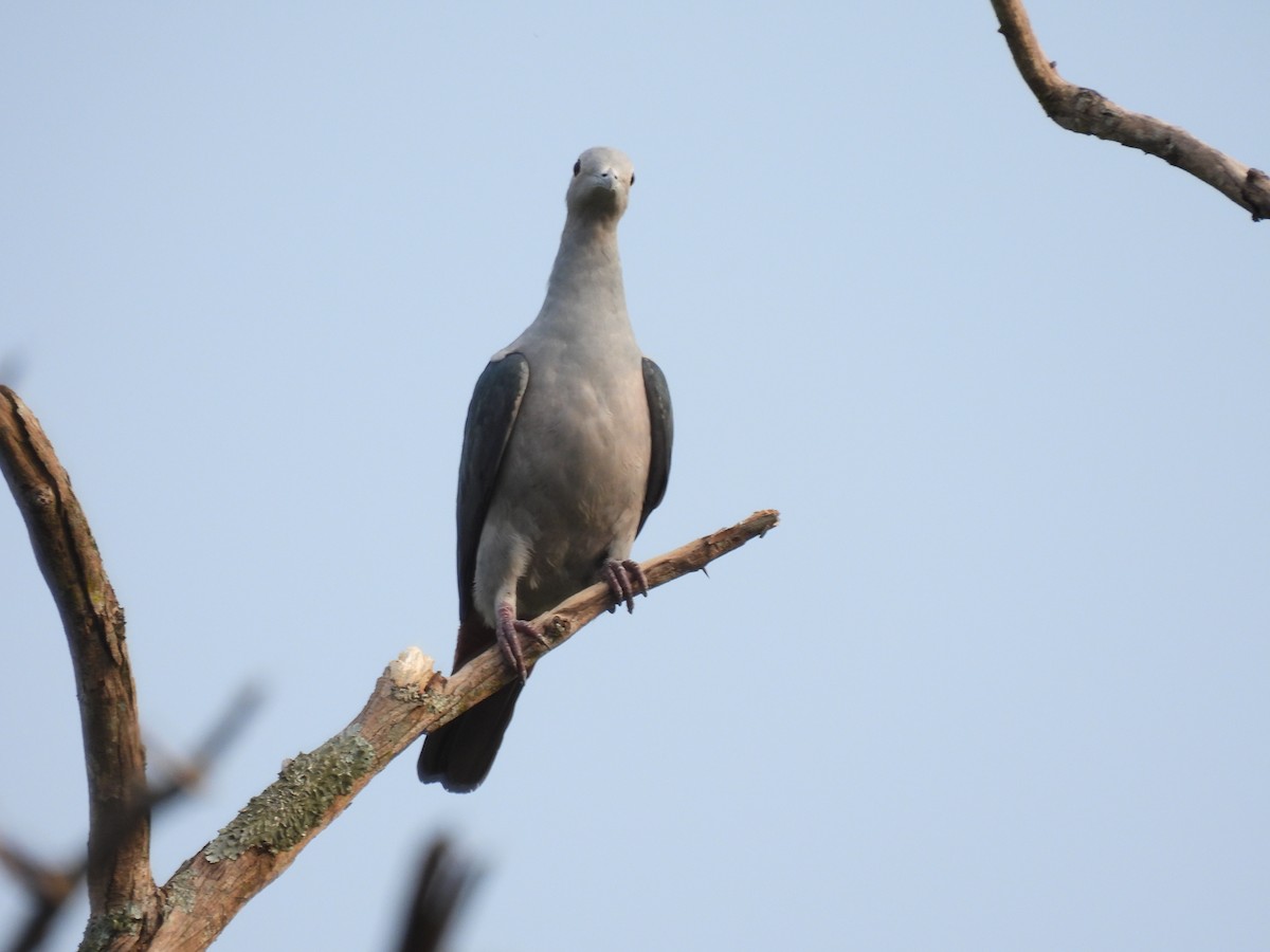 Green Imperial-Pigeon - ML615596469