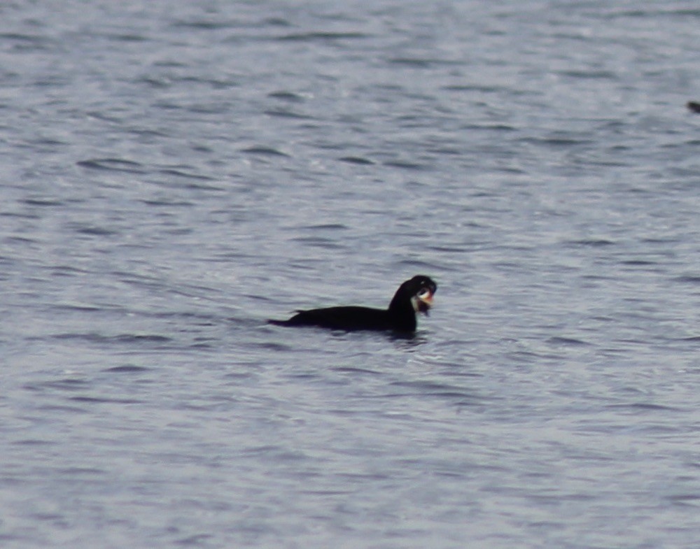 Surf Scoter - ML615596495