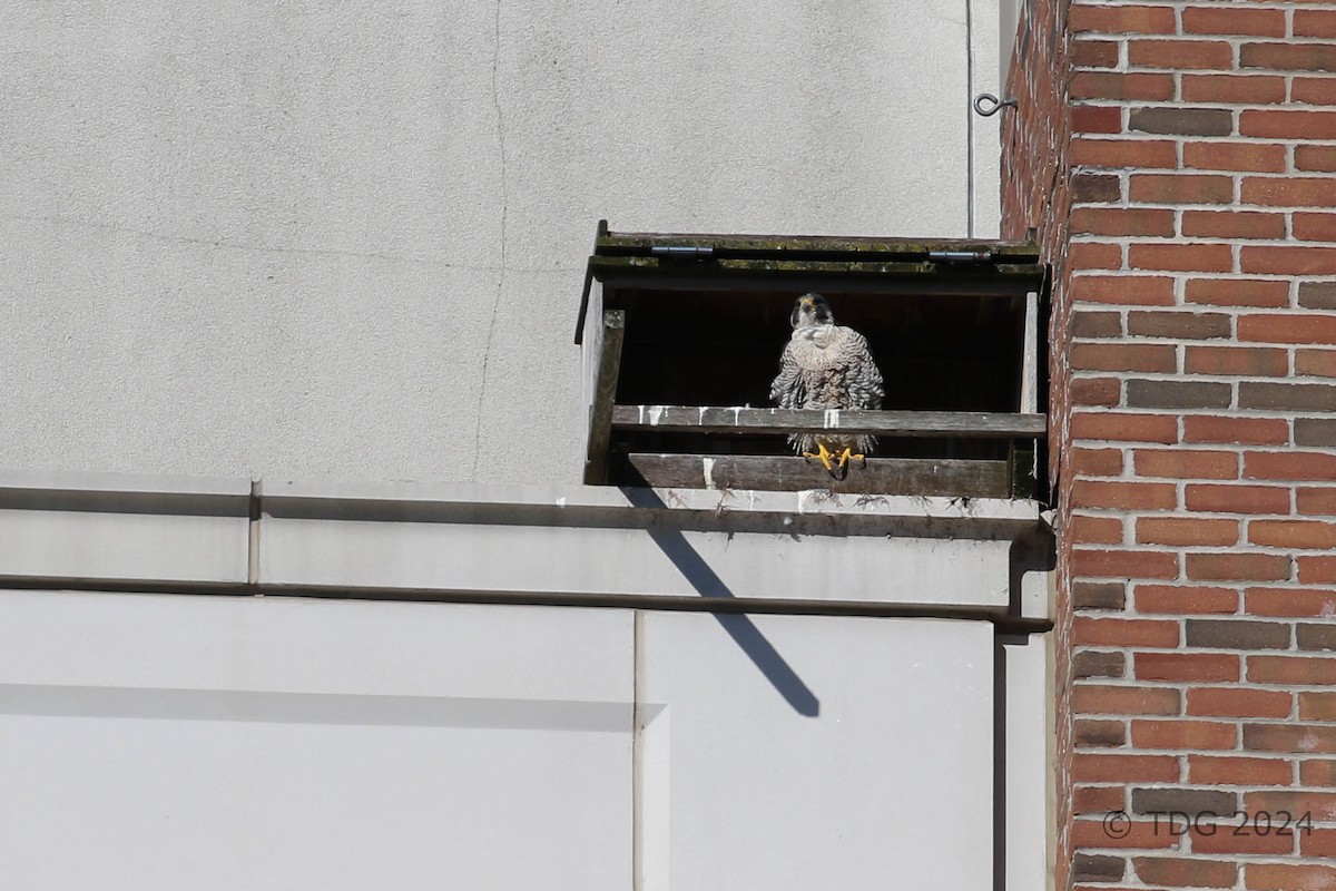 sokol stěhovavý - ML615596595