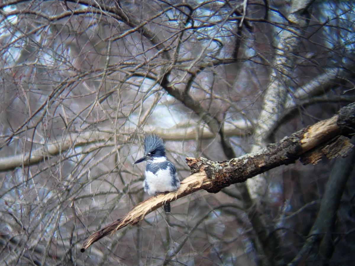 Belted Kingfisher - ML615596598