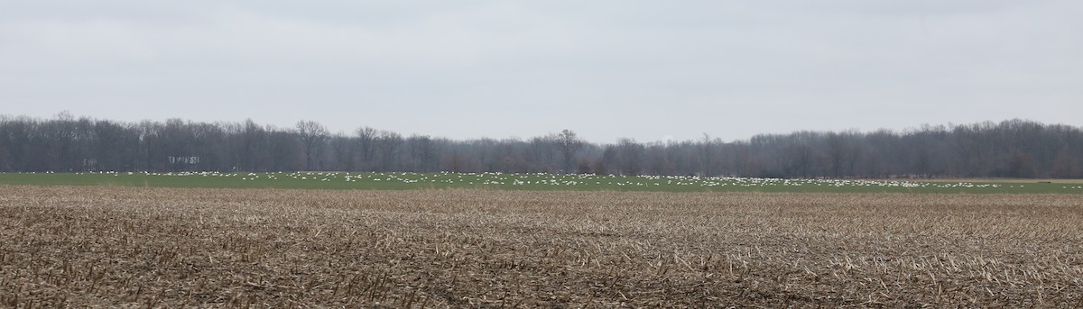 Tundra Swan - ML615596621