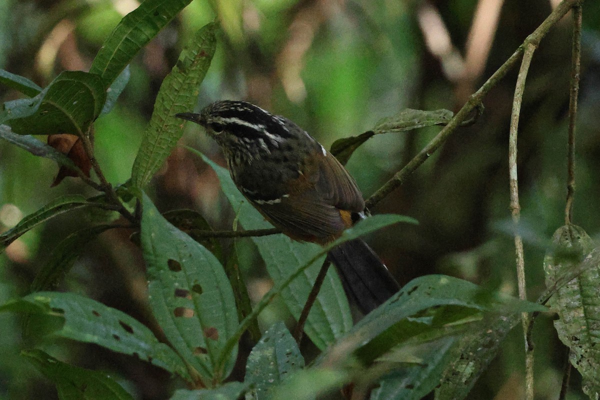 Ochre-rumped Antbird - ML615596637