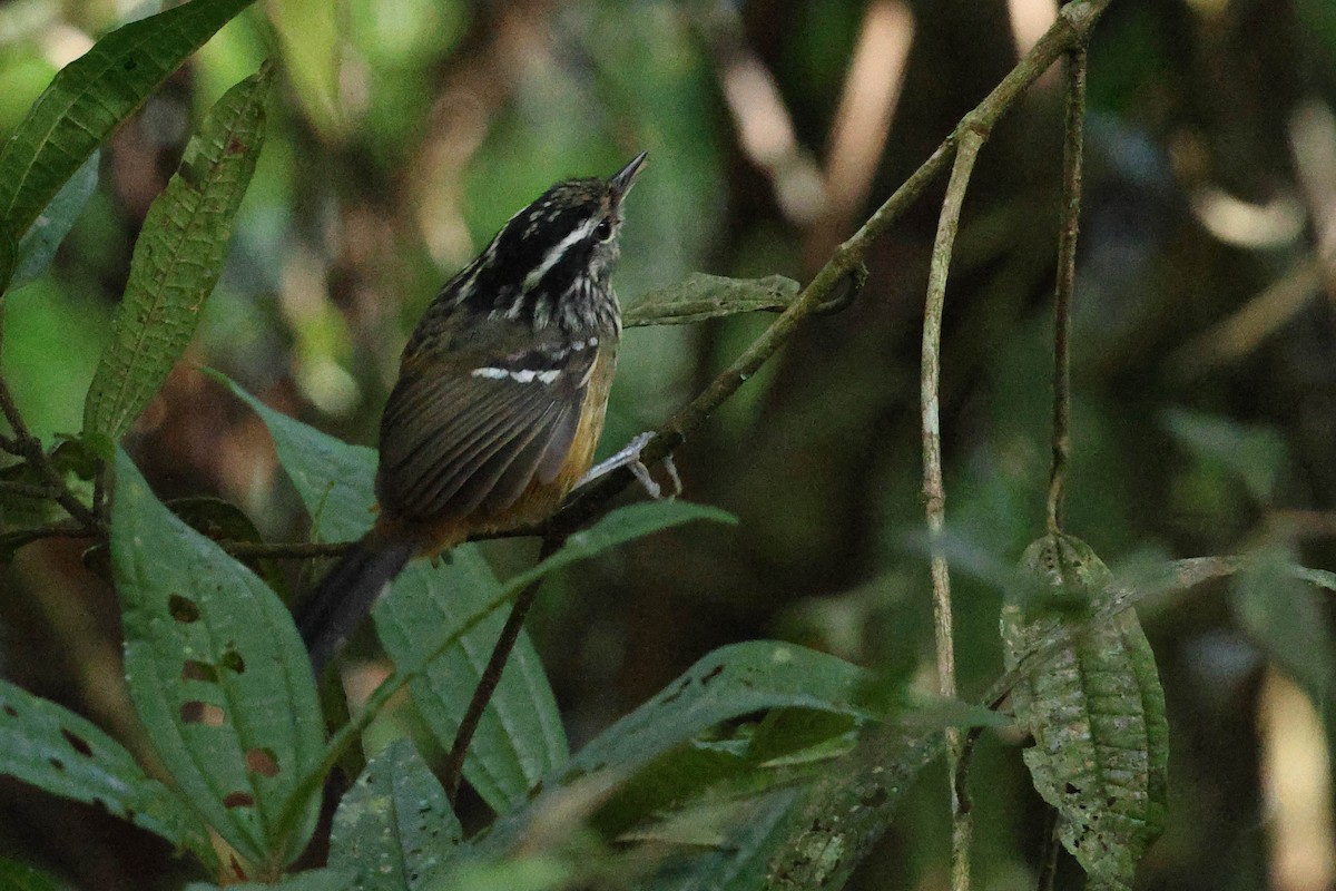 Ochre-rumped Antbird - ML615596646