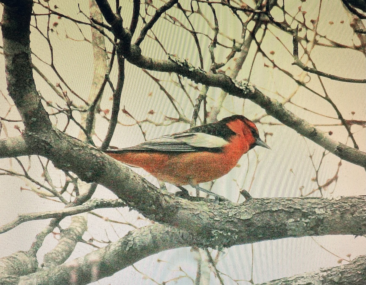 Bullock's Oriole - ML615596647