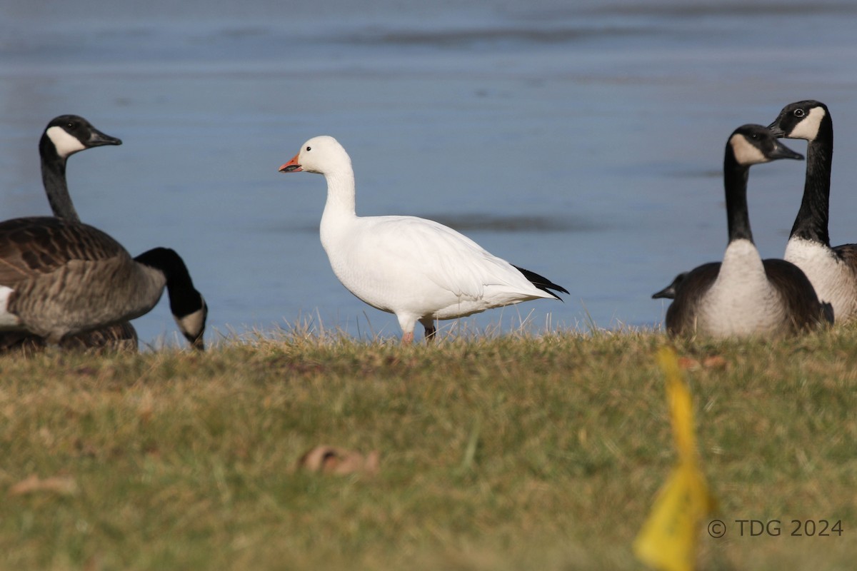 Snow Goose - Thomas Gass