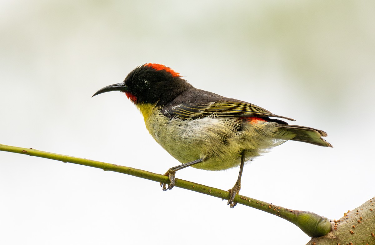 Orange-breasted Myzomela - ML615596657