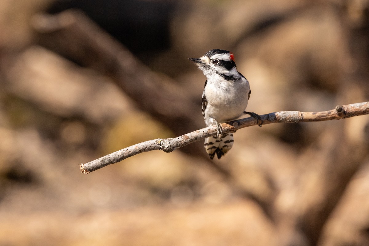 Downy Woodpecker - ML615596673