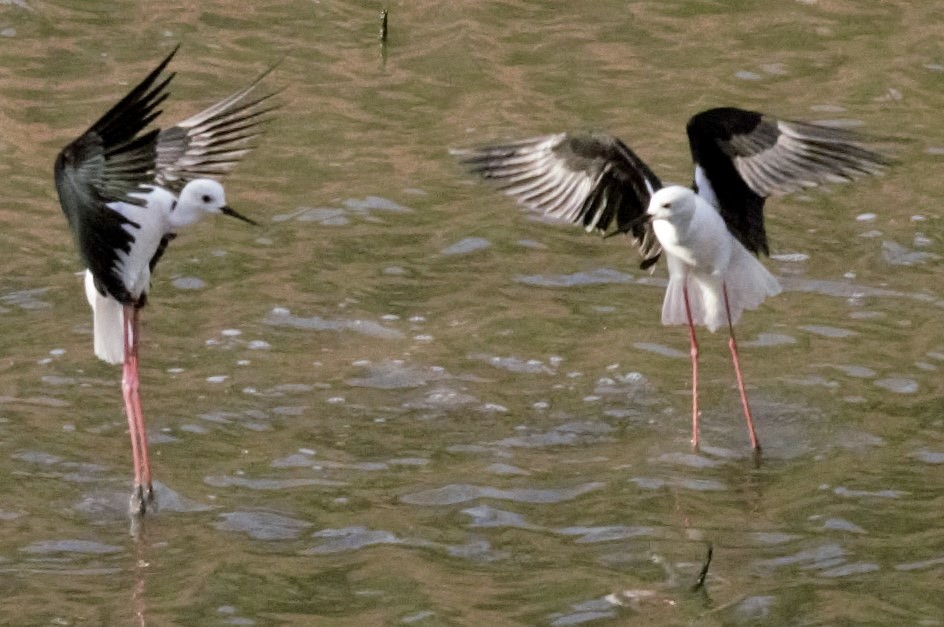 Black-winged Stilt - Miguel Hernández Santana