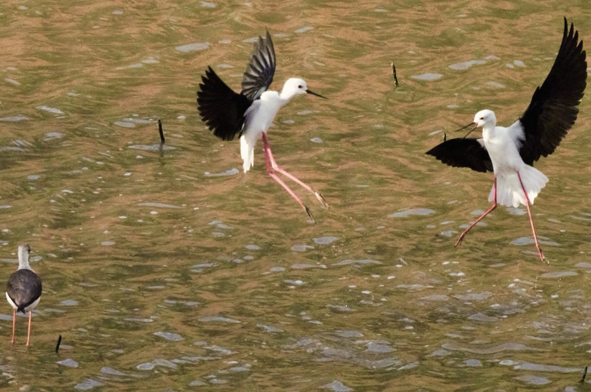 Black-winged Stilt - ML615596708