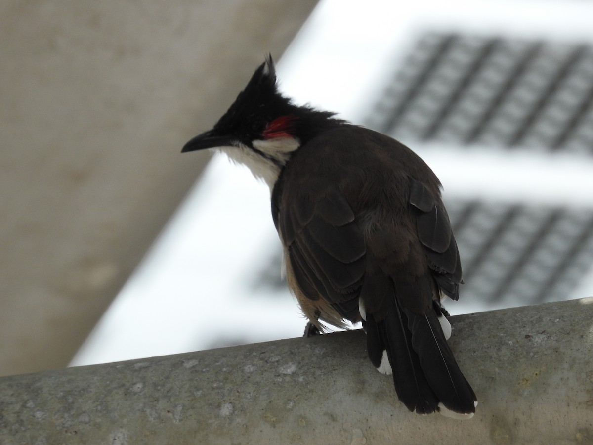 Red-whiskered Bulbul - Paul Waton