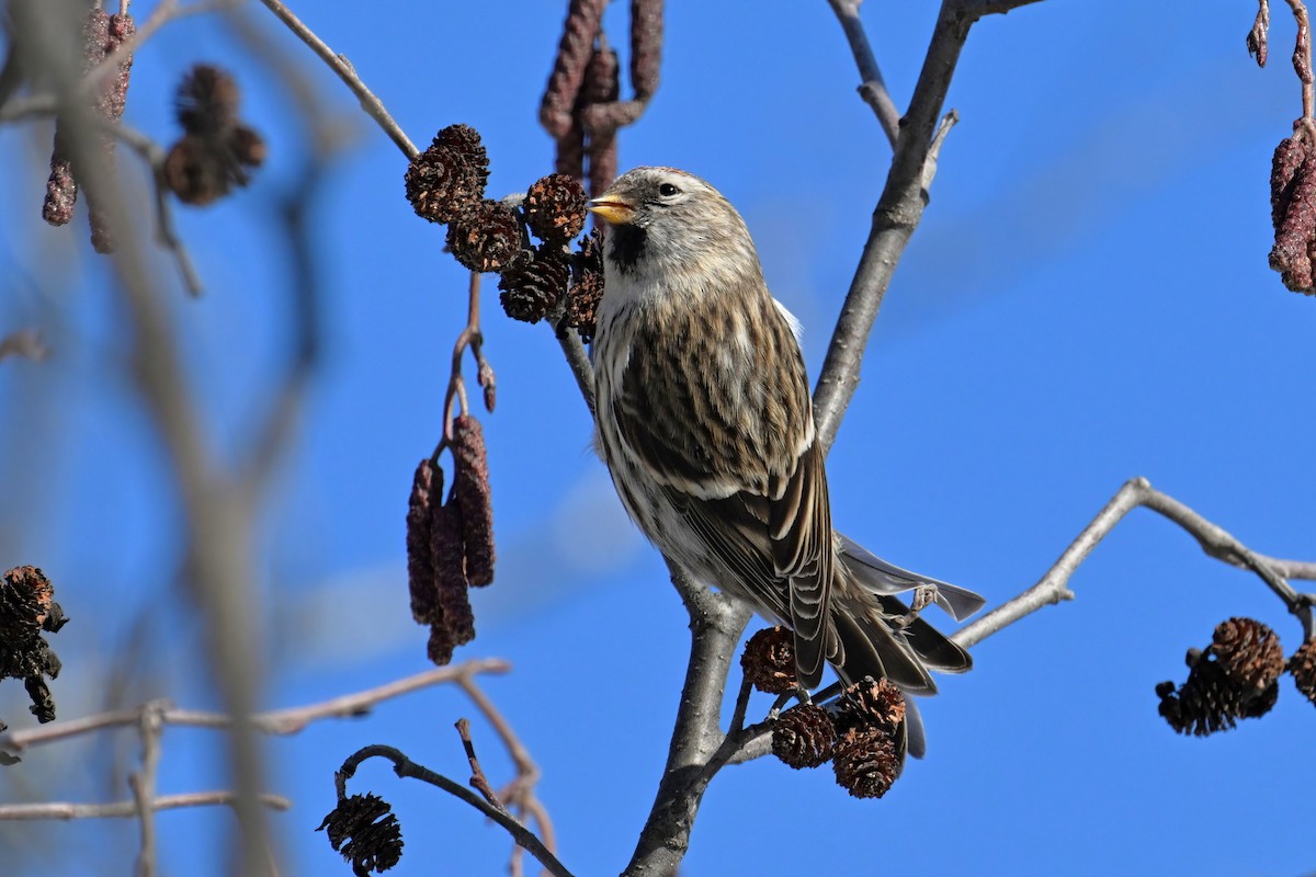 Common Redpoll - Catherine MacRae