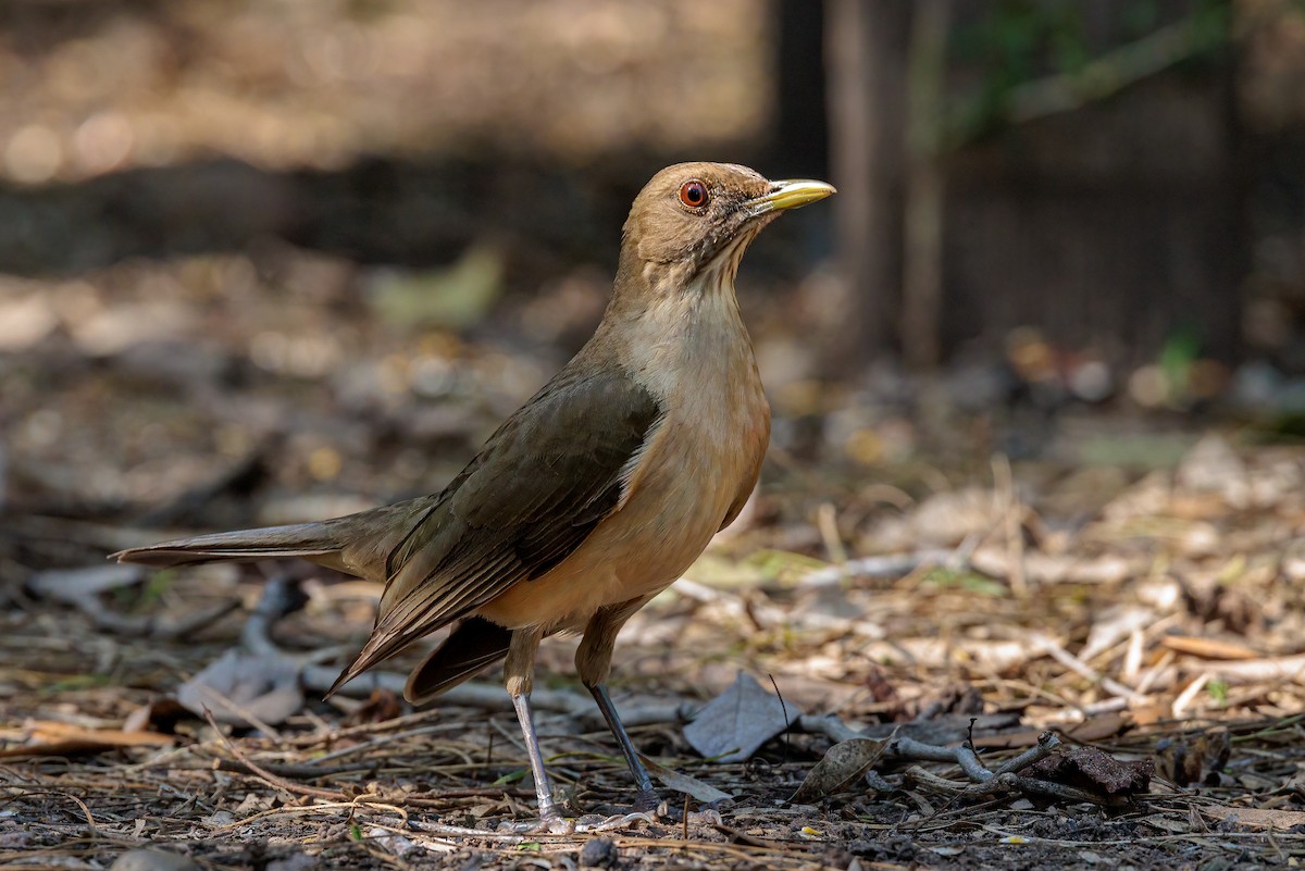 Clay-colored Thrush - Ken Drozd