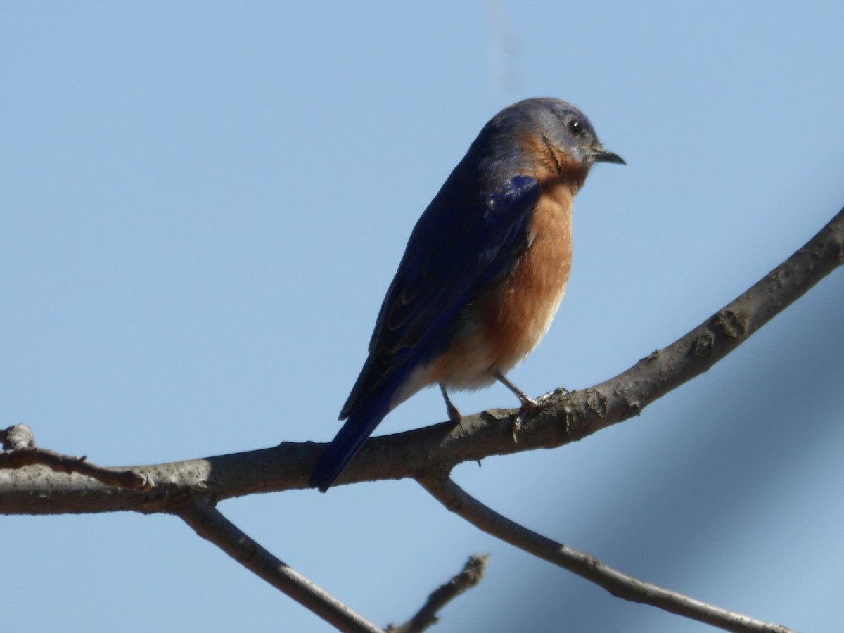 Eastern Bluebird - ML615596759