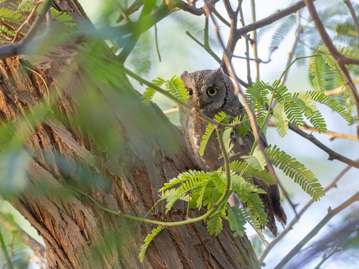 Eurasian Scops-Owl - ML615596777