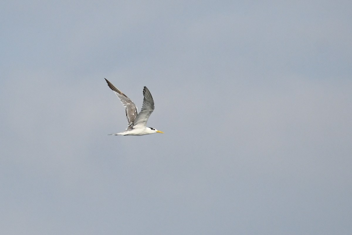 Lesser Crested Tern - ML615596787