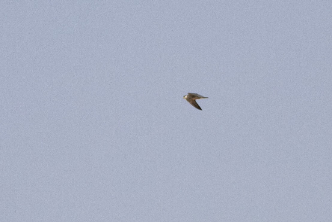 Amur Falcon - Zsombor Károlyi