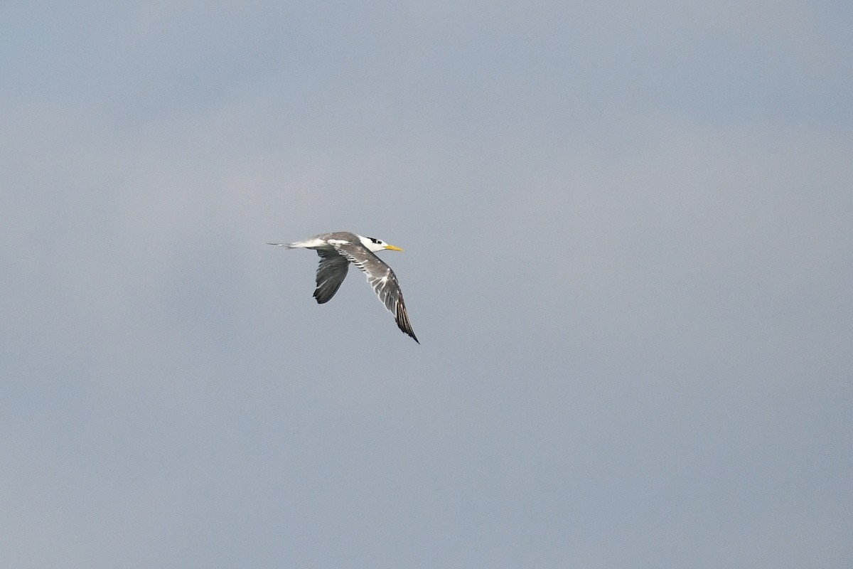 Lesser Crested Tern - ML615596789