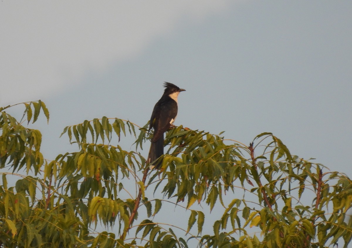 斑翅鳳頭鵑 - ML615596792