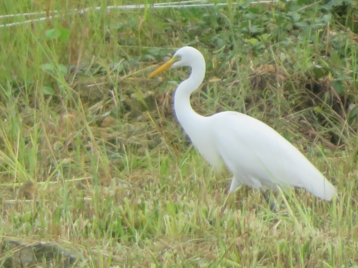 Yellow-billed Egret - ML615596822