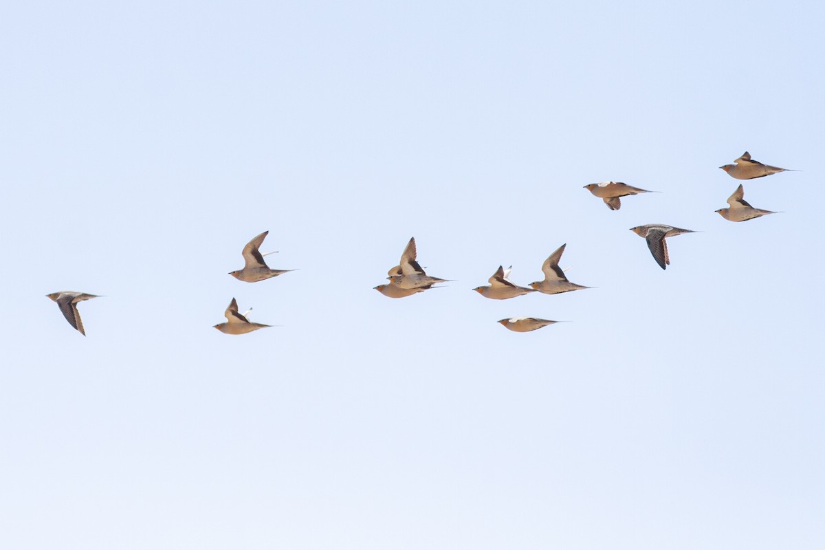 Spotted Sandgrouse - ML615596833