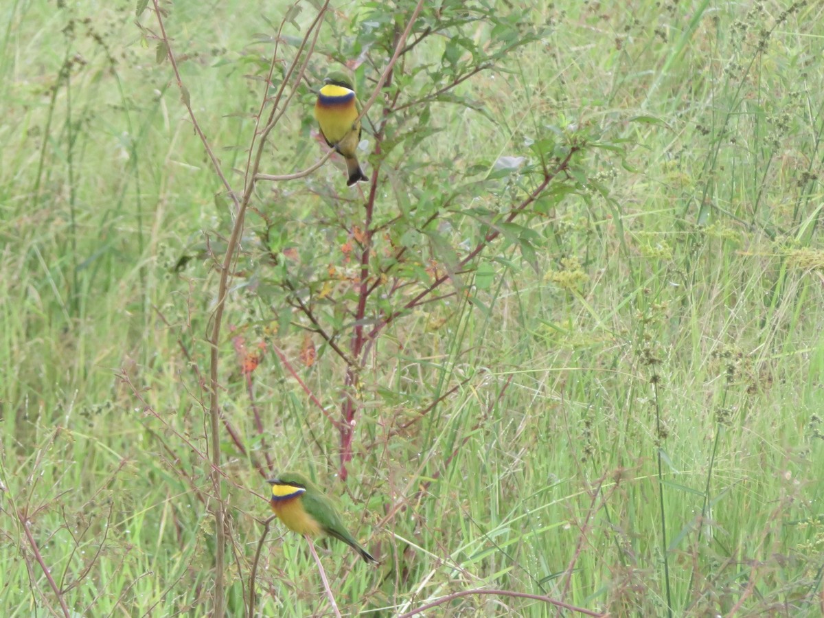 Blue-breasted Bee-eater - ML615596860