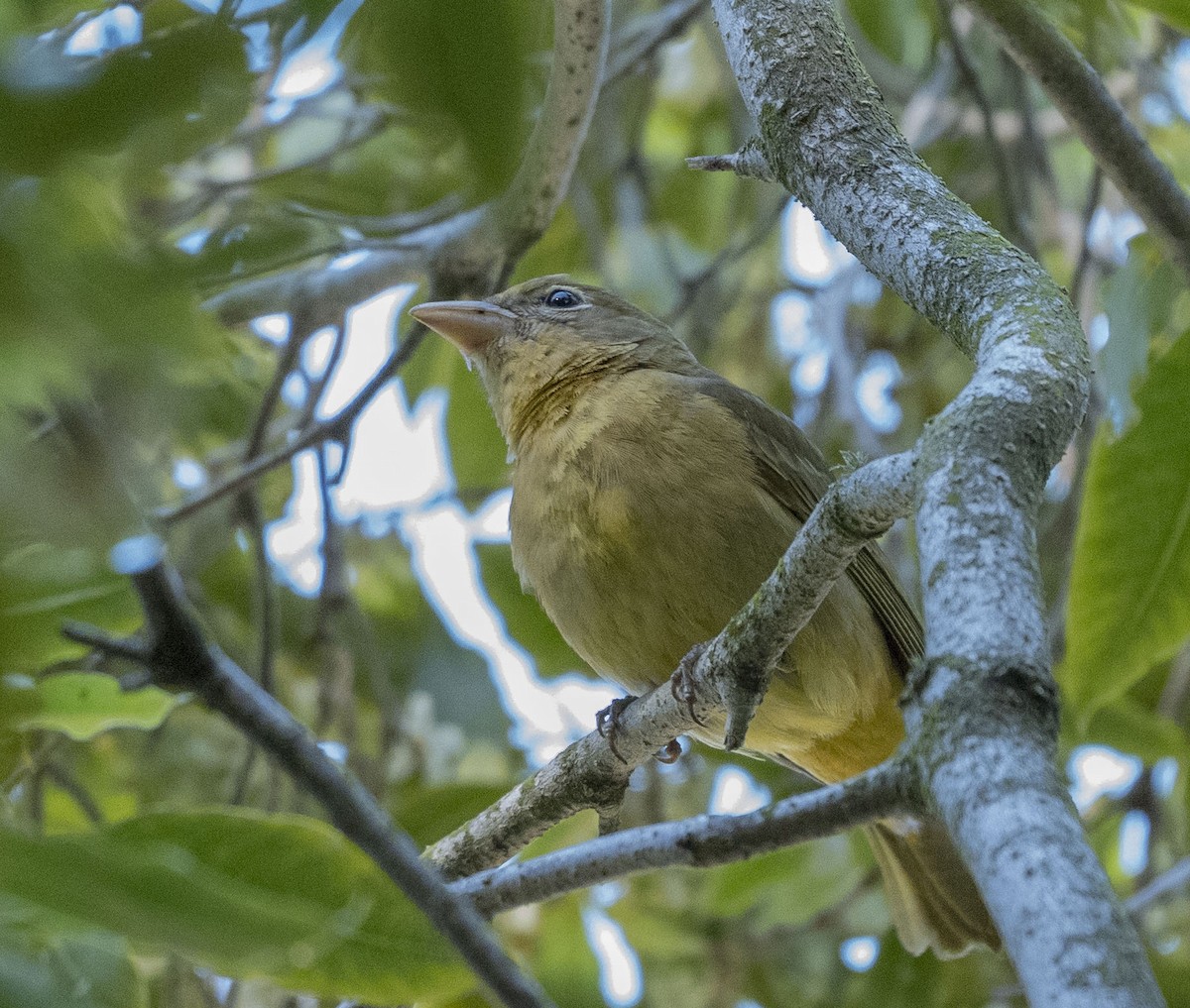 Summer Tanager - ML615596873