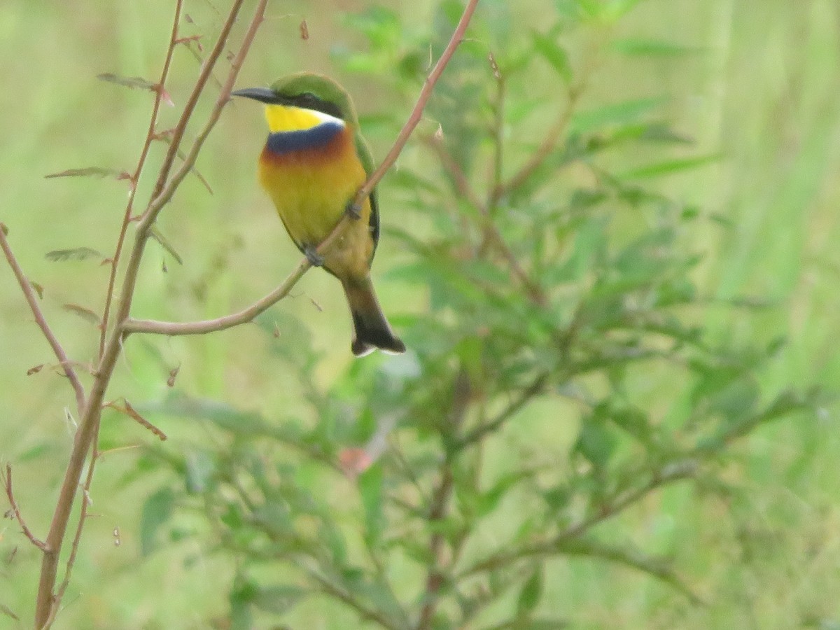 Blue-breasted Bee-eater - ML615596876