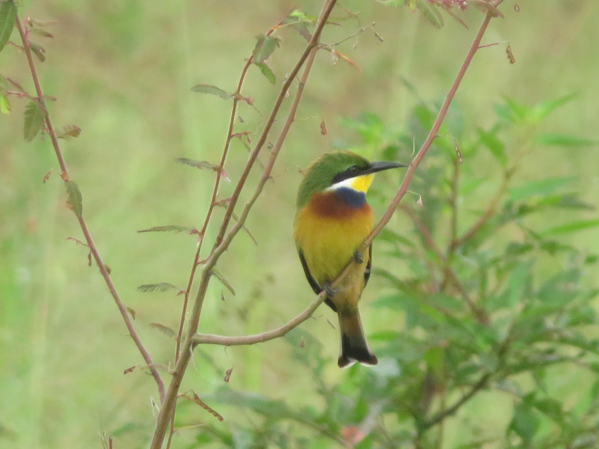 Blue-breasted Bee-eater - ML615596881