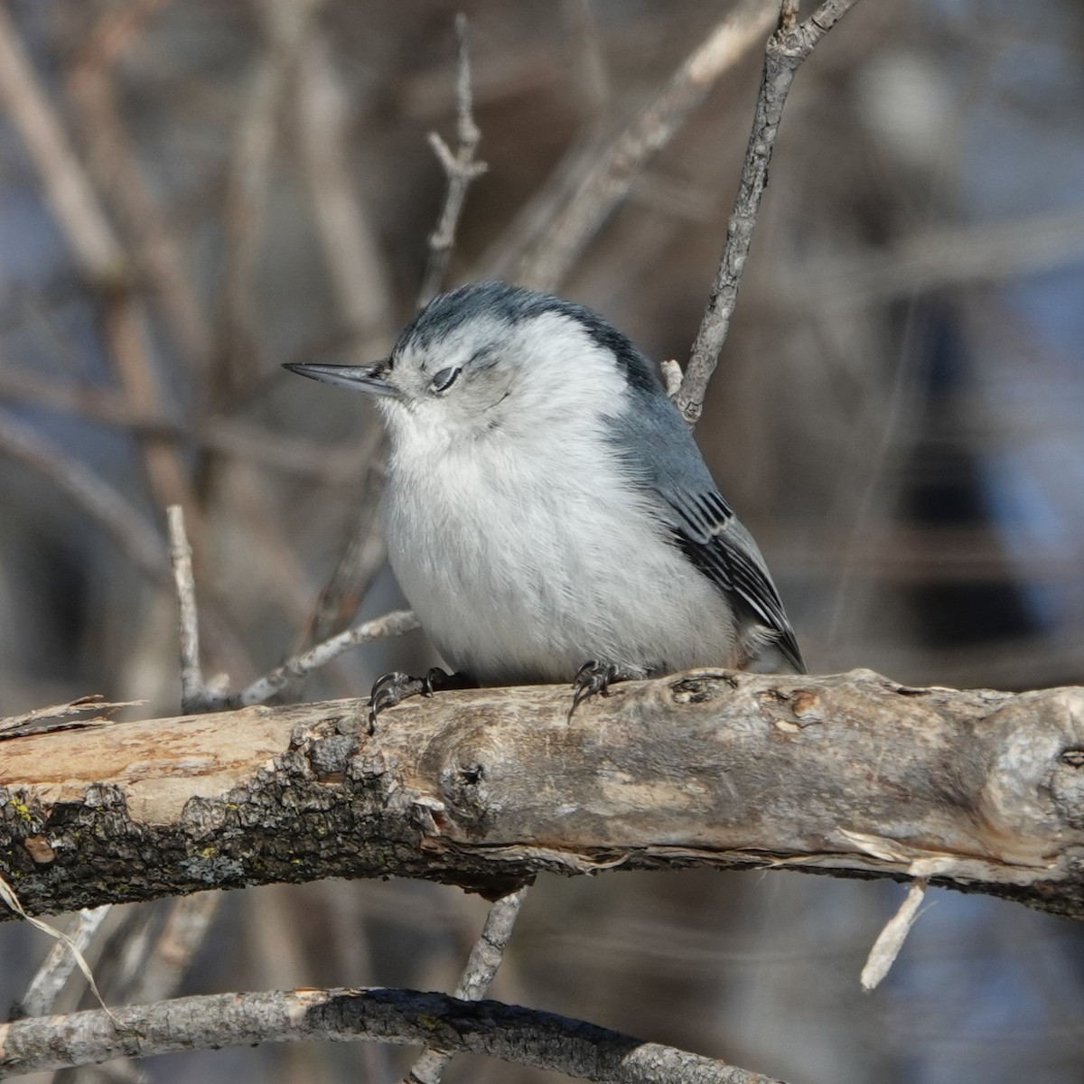 White-breasted Nuthatch - ML615596884