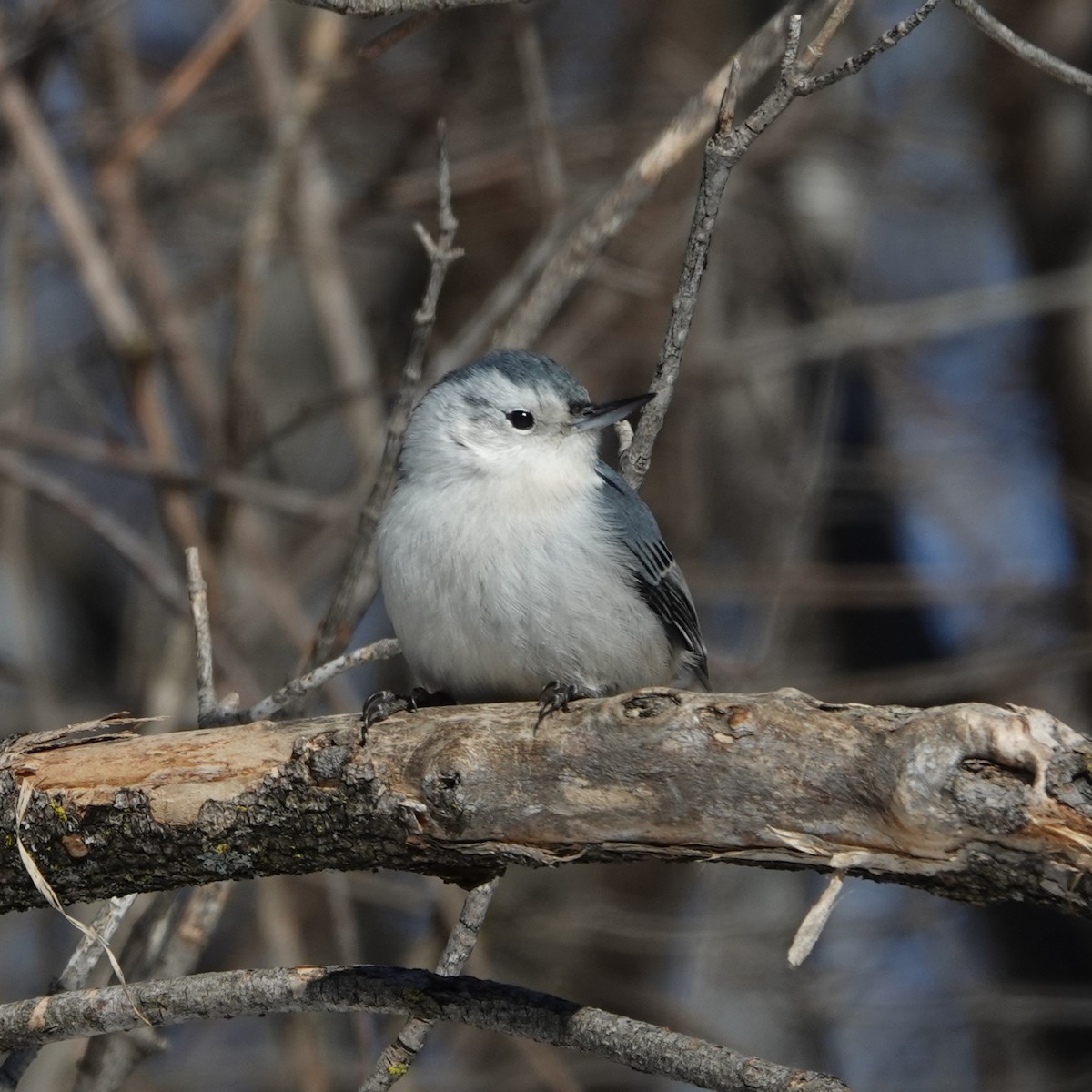 White-breasted Nuthatch - ML615596885