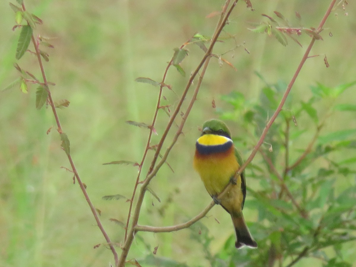 Blue-breasted Bee-eater - ML615596887