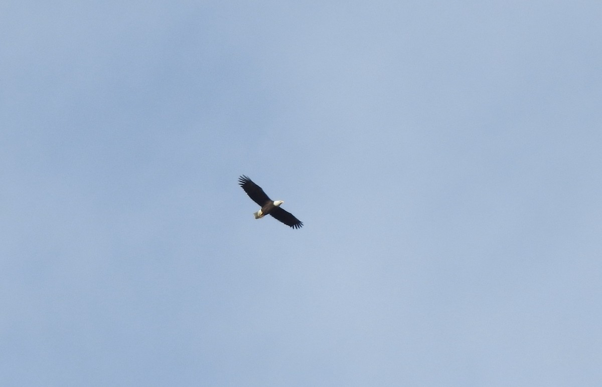 Bald Eagle - ML615596890