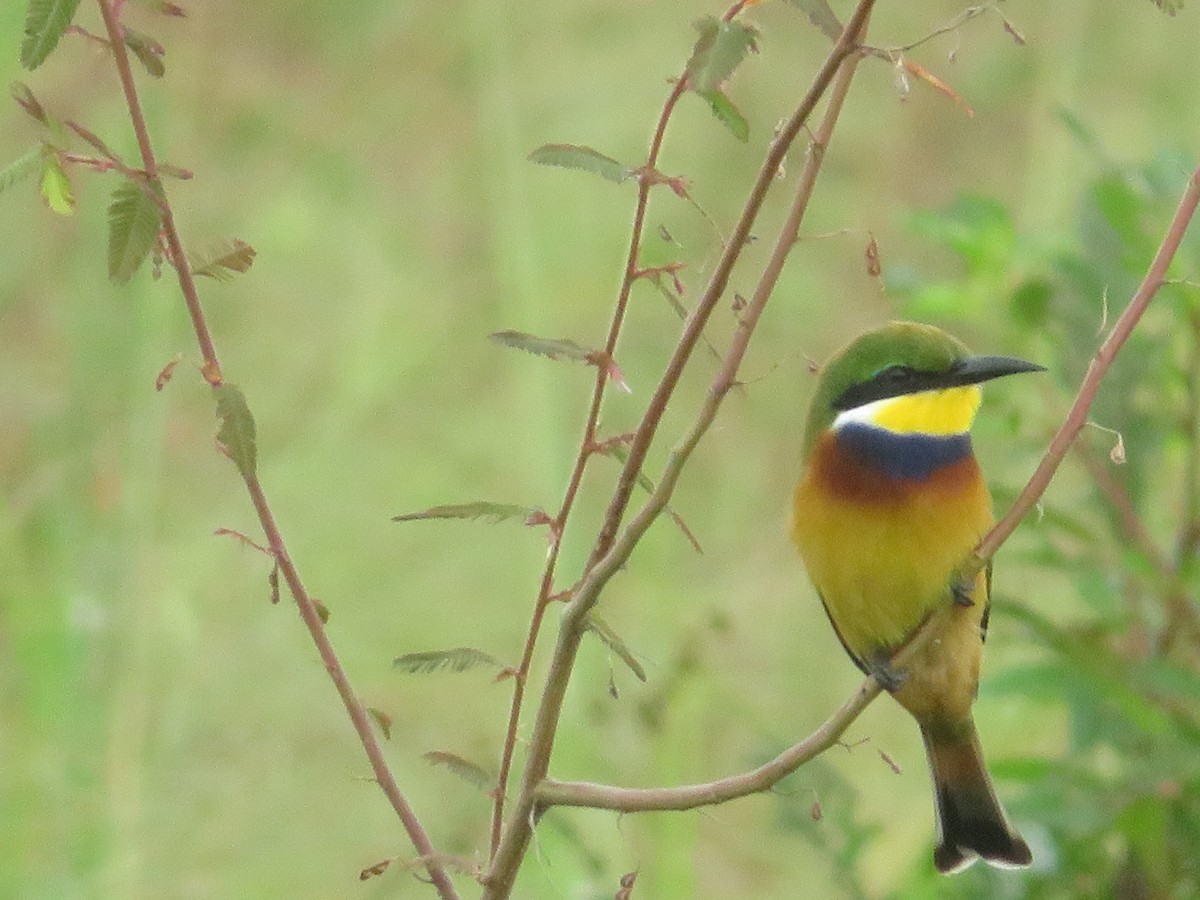 Blue-breasted Bee-eater - ML615596894