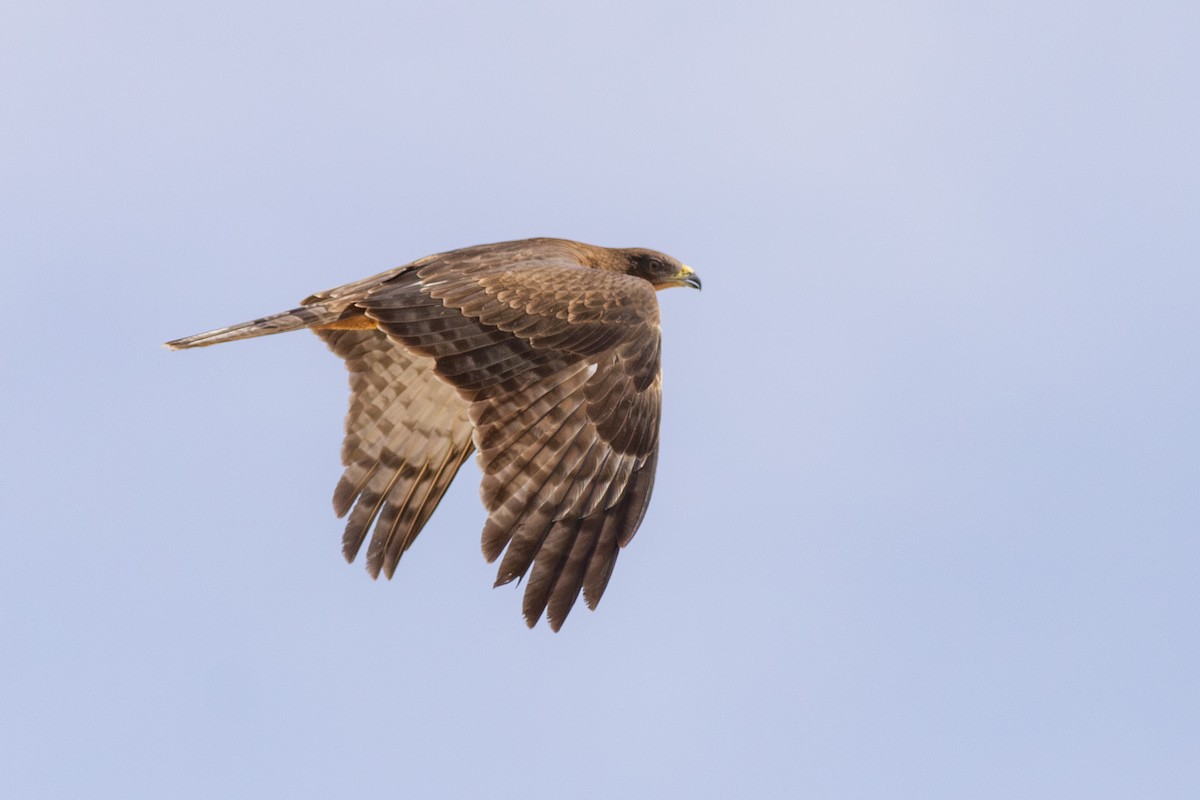 Oriental Honey-buzzard - Zsombor Károlyi