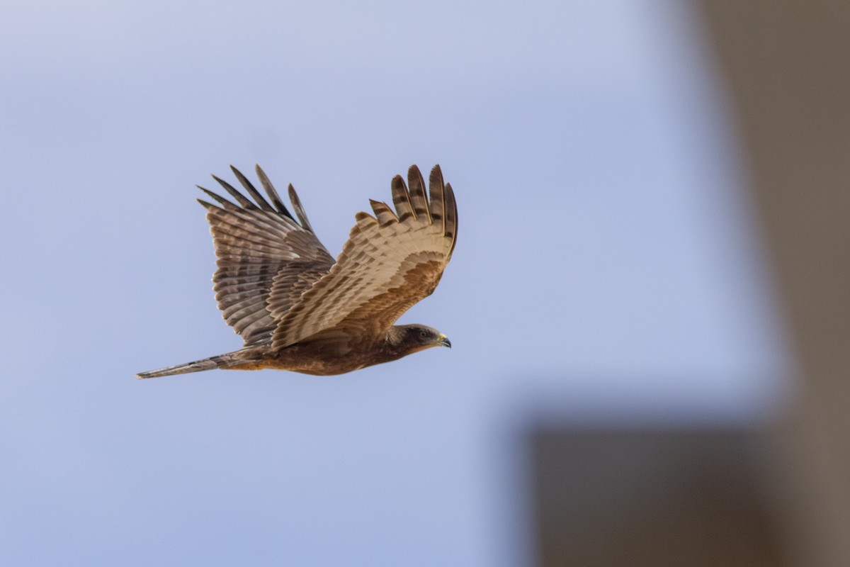 Oriental Honey-buzzard - ML615596925