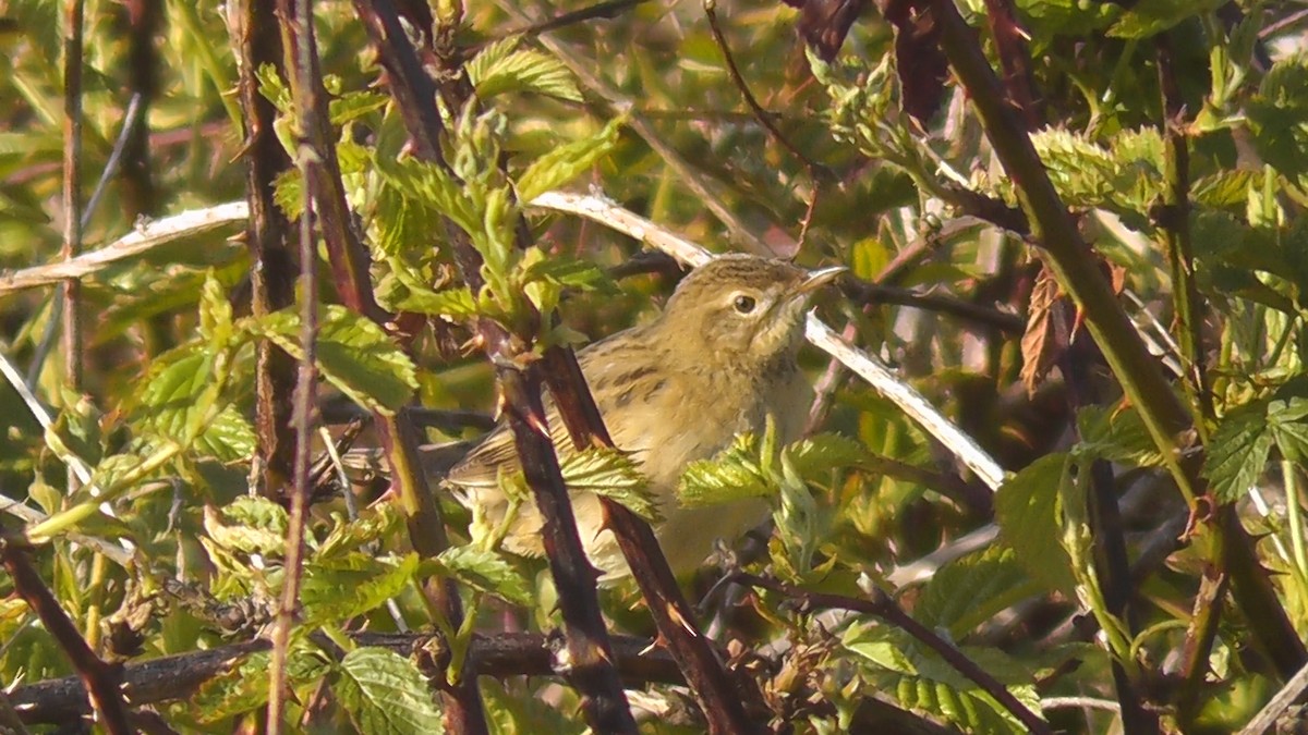 Common Grasshopper Warbler - ML615596939