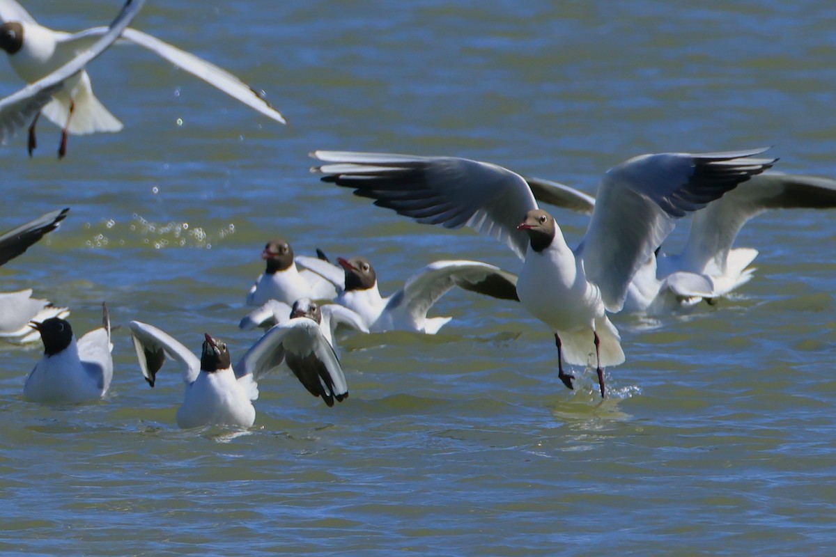 Black-headed Gull - ML615596947