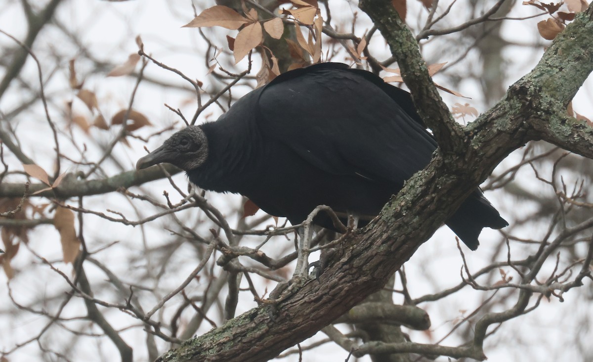 Black Vulture - ML615596954