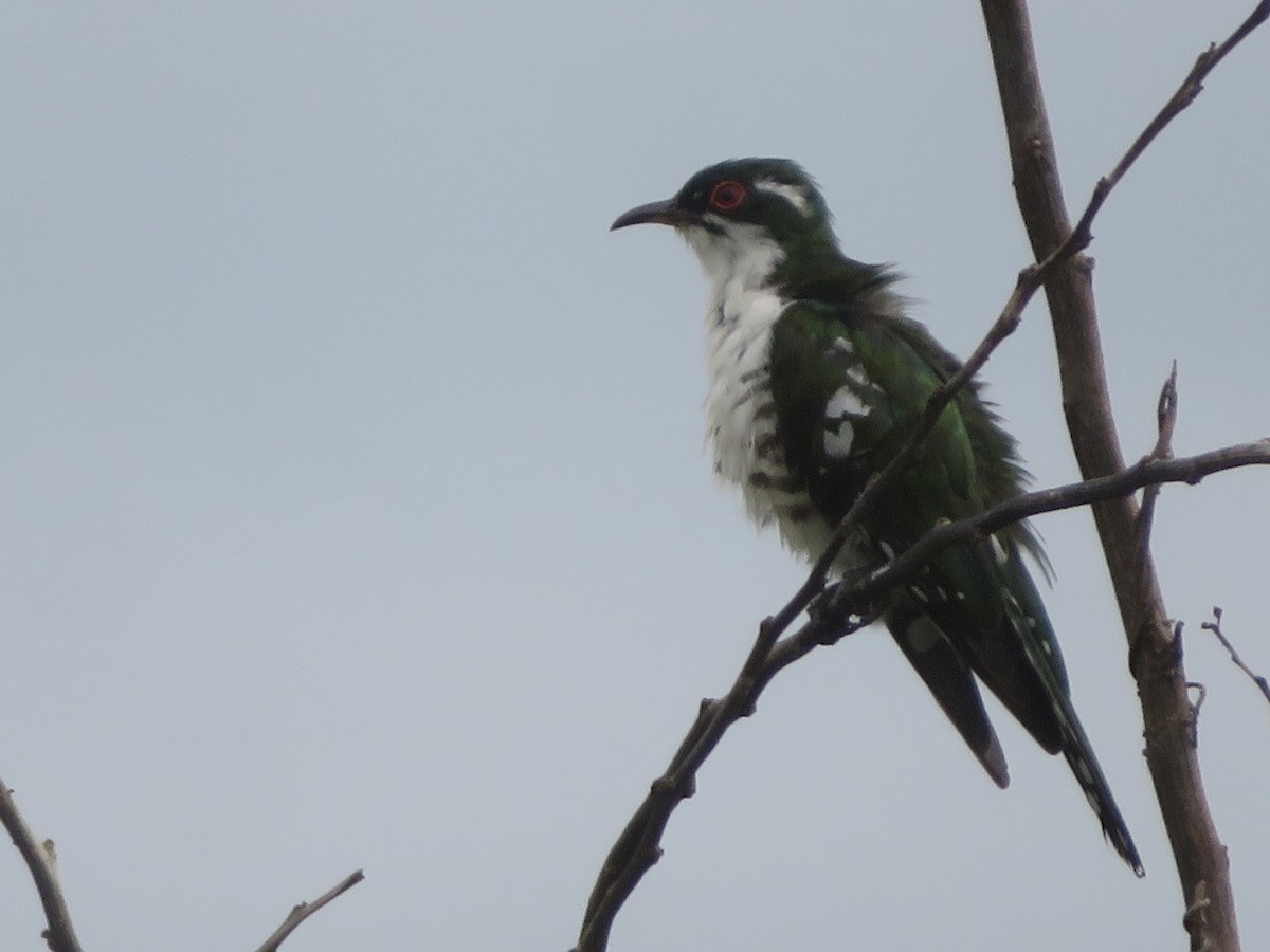 Dideric Cuckoo - ML615596956