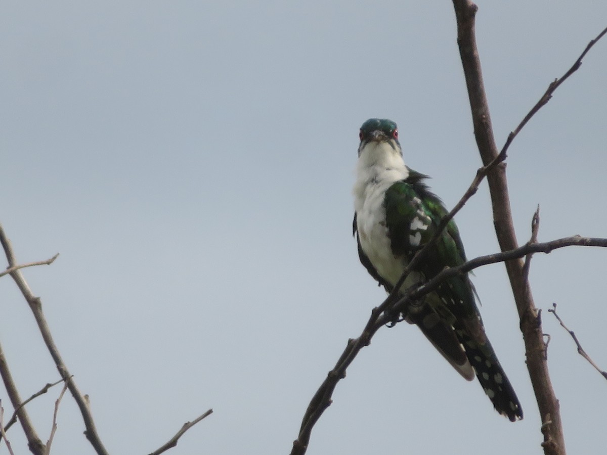 Dideric Cuckoo - ML615596965