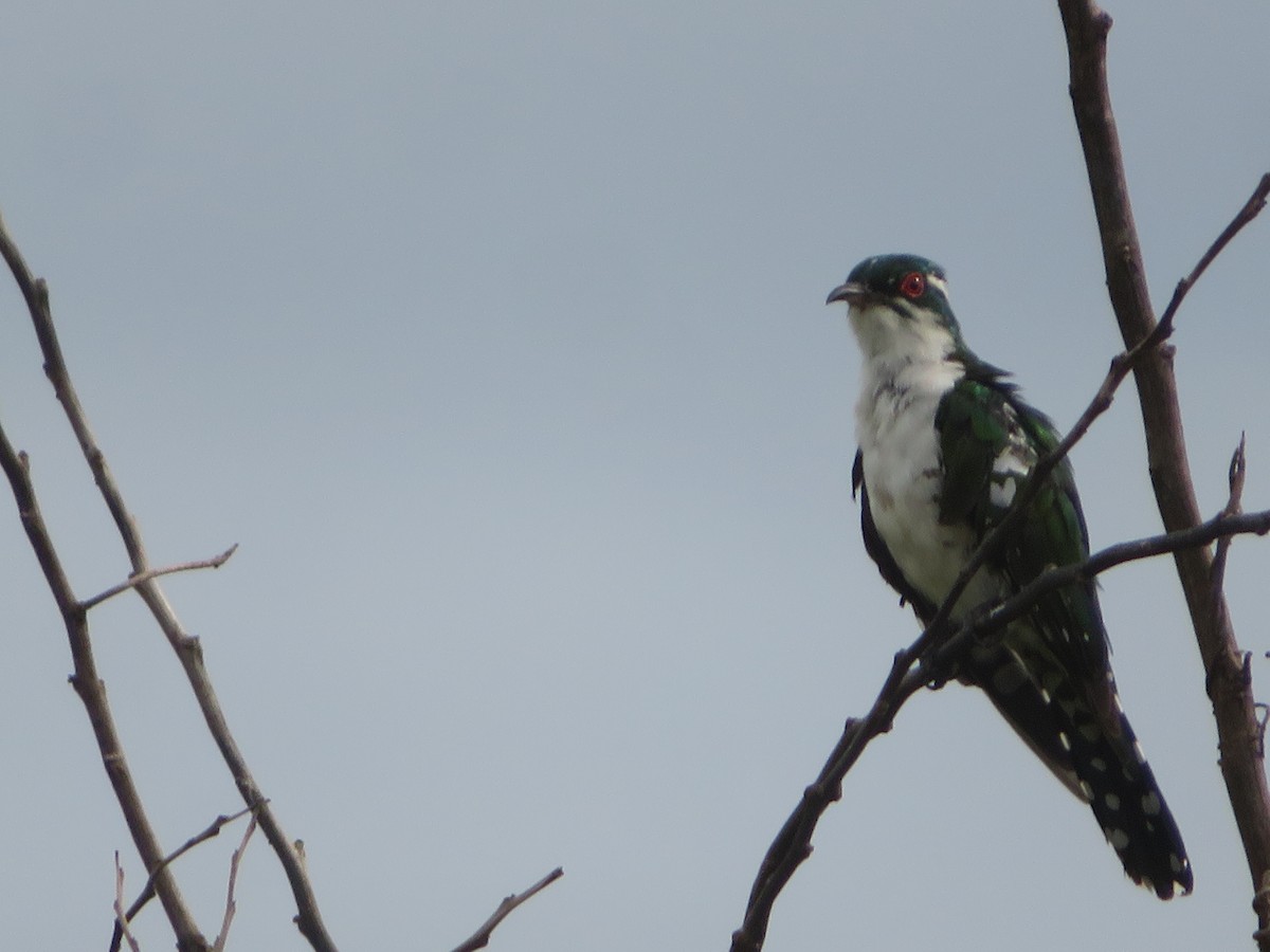 Dideric Cuckoo - Alexis Lamek