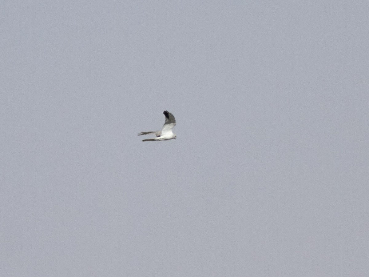 Pallid Harrier - Zsombor Károlyi