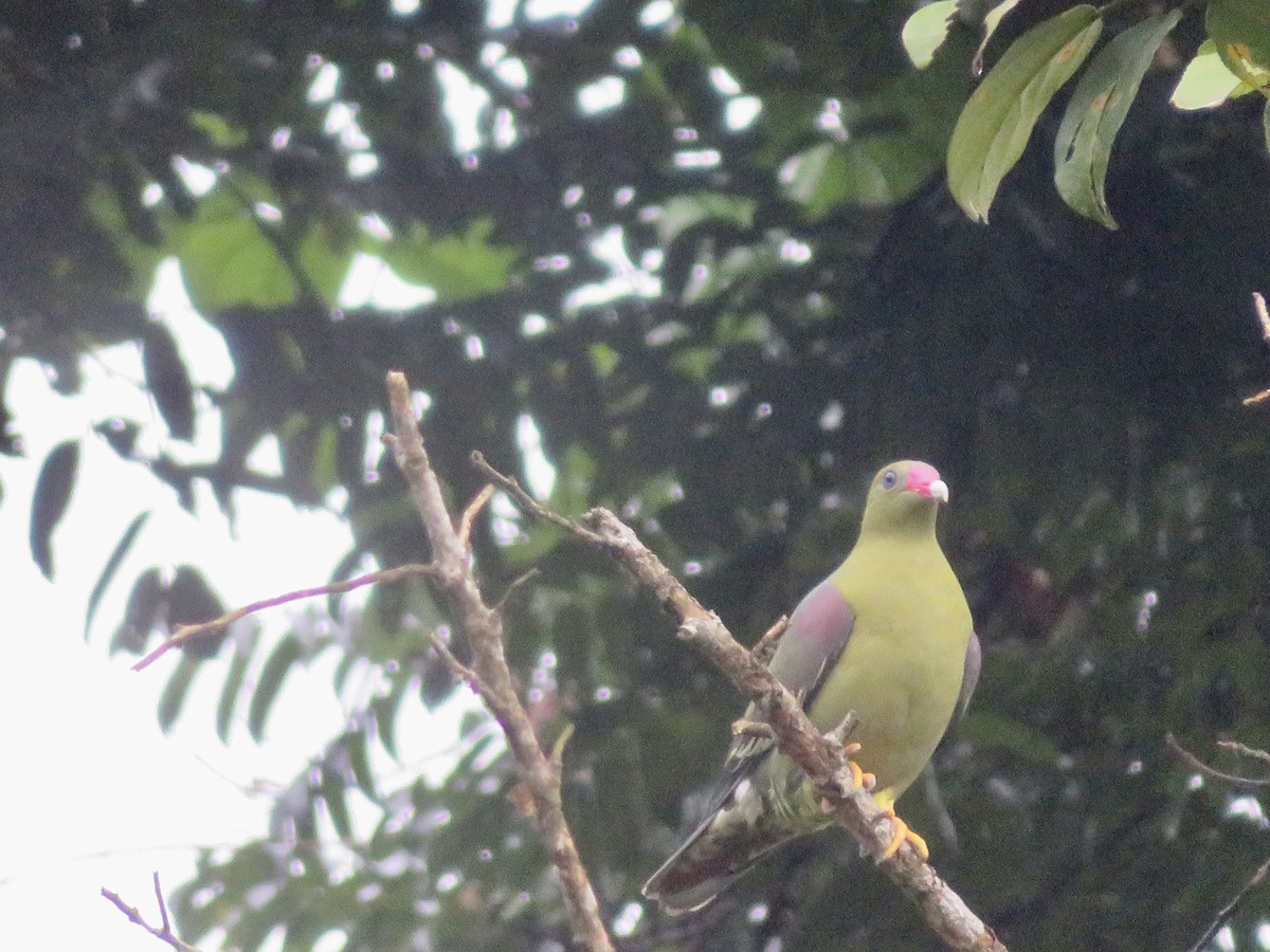 African Green-Pigeon - Alexis Lamek