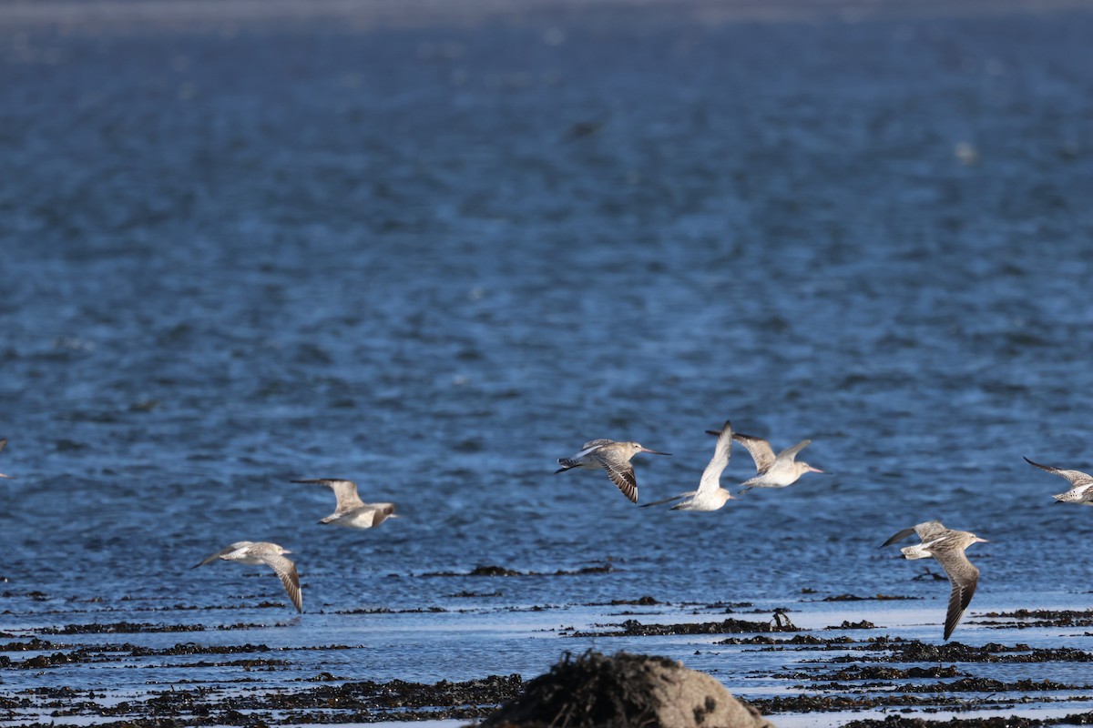 Bar-tailed Godwit - ML615597039