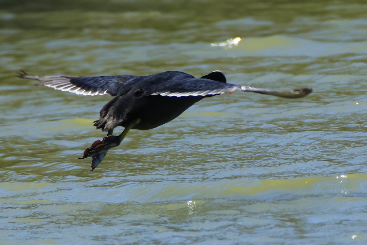 Eurasian Coot - ML615597040