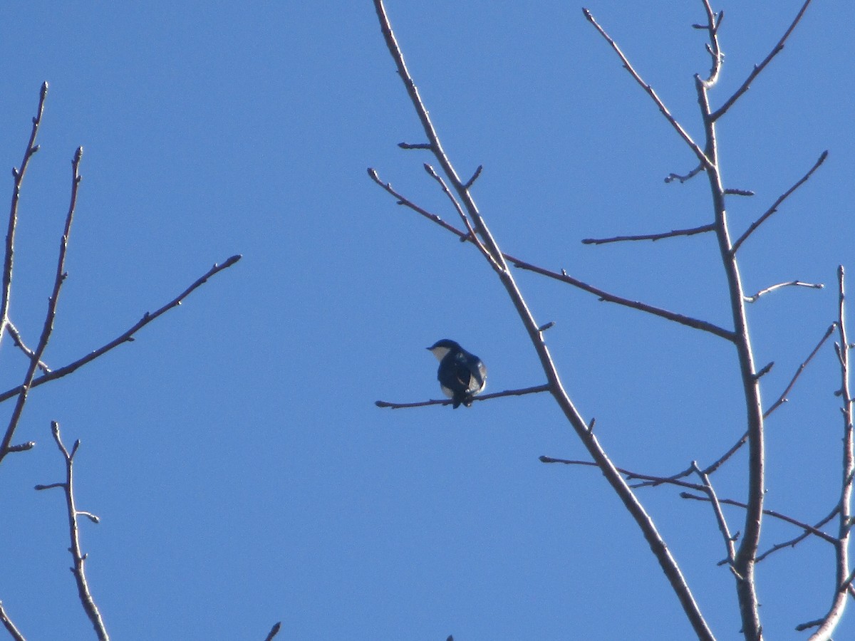 Tree Swallow - ML615597047