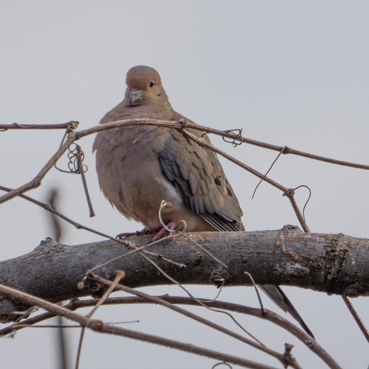 Mourning Dove - ML615597100