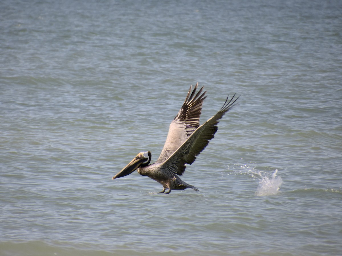 Brown Pelican - ML615597108